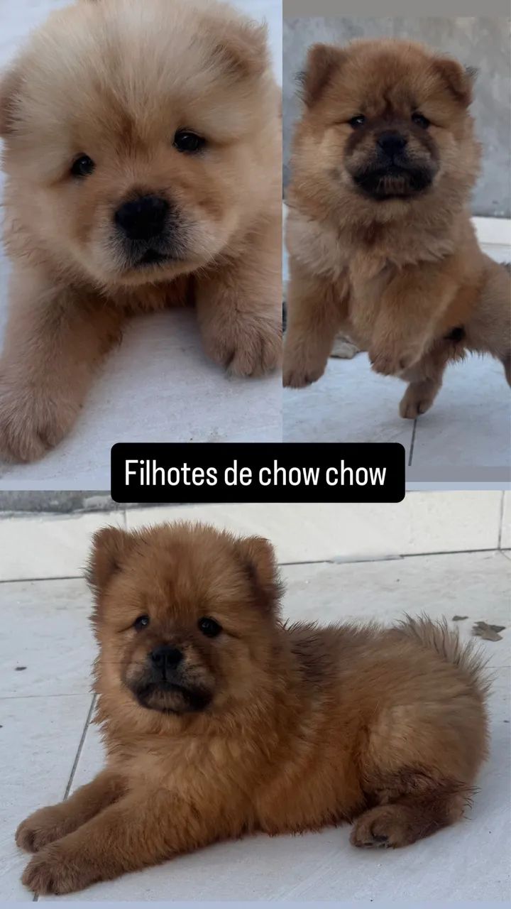 Fofos  - Foto 2