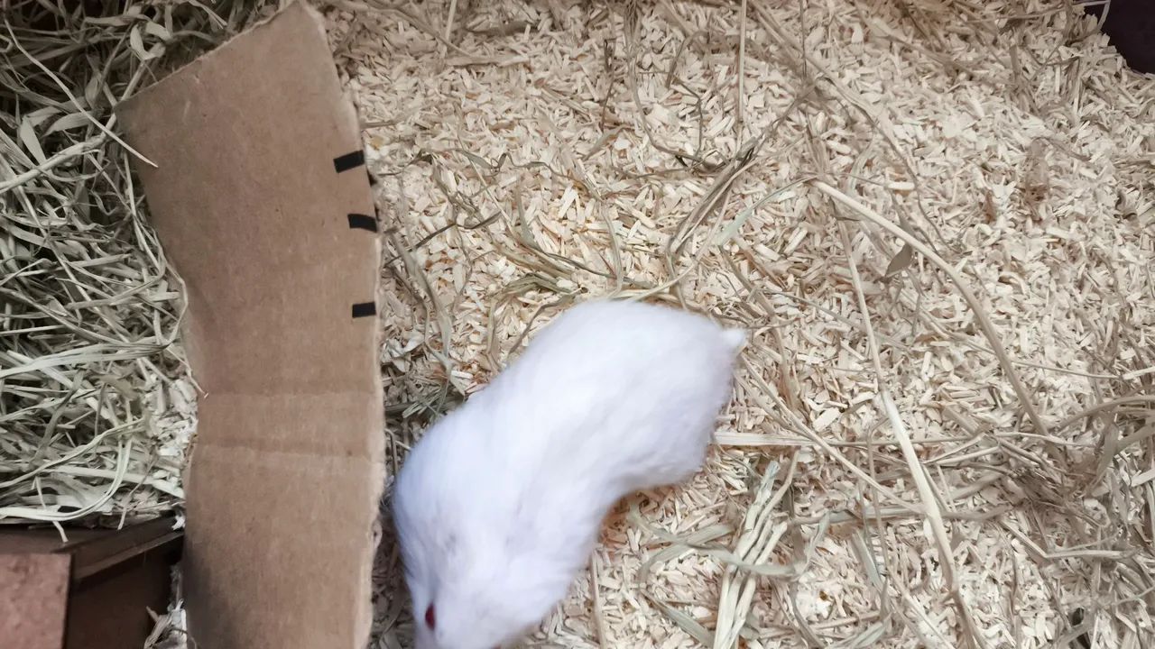 Hamster com terrário  - Foto 3