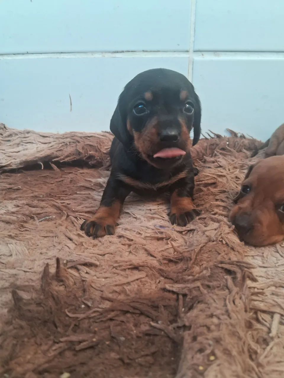 Basset dachshund  - Foto 5