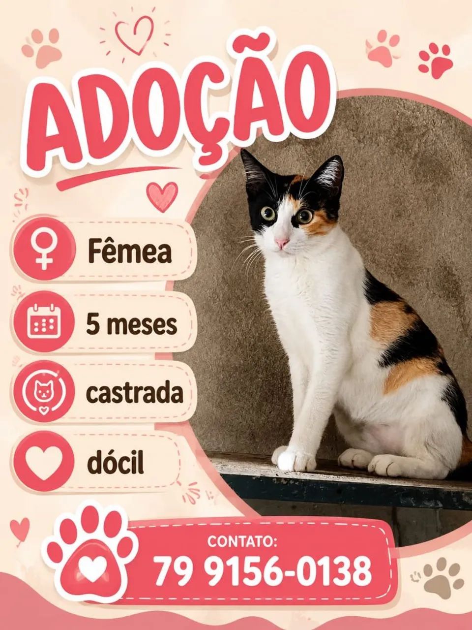 Gatinhos para adoção responsável  - Foto 2