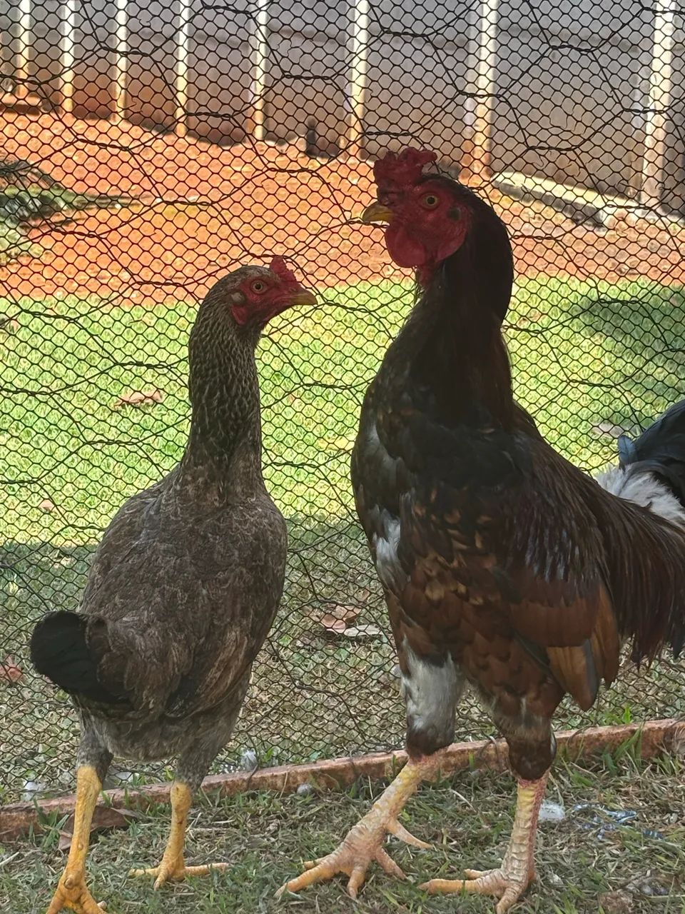 Galo  - Foto 2