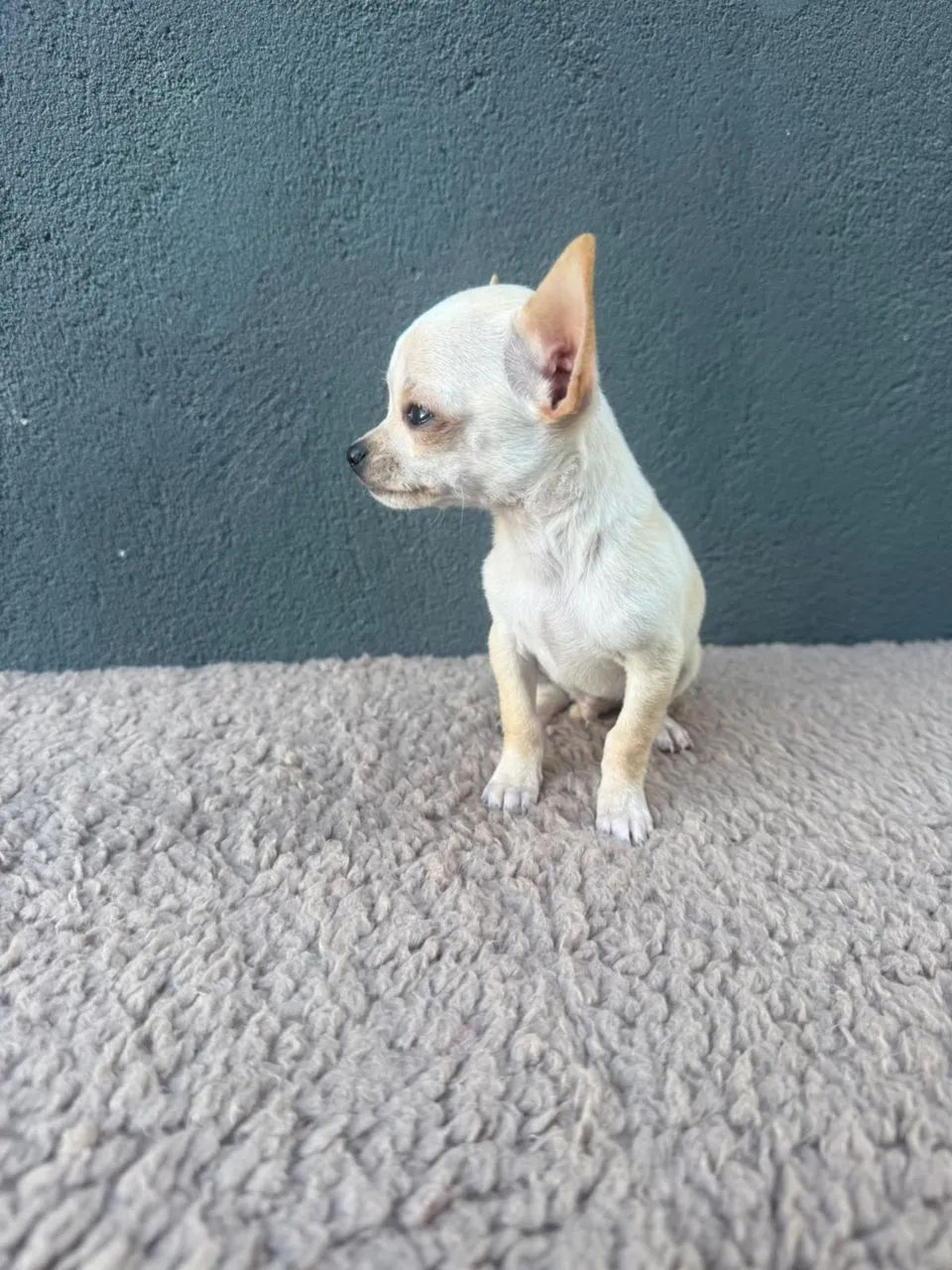 chihuahua pelo curto  - Foto 4