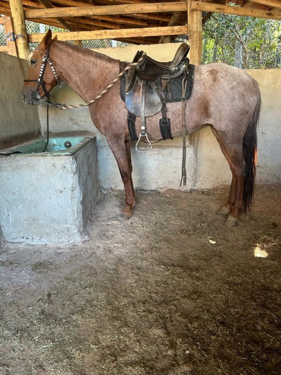 Cavalo