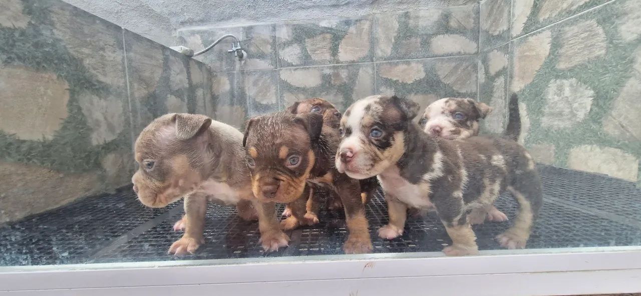 American Bully Micro -Adulta - Foto 2