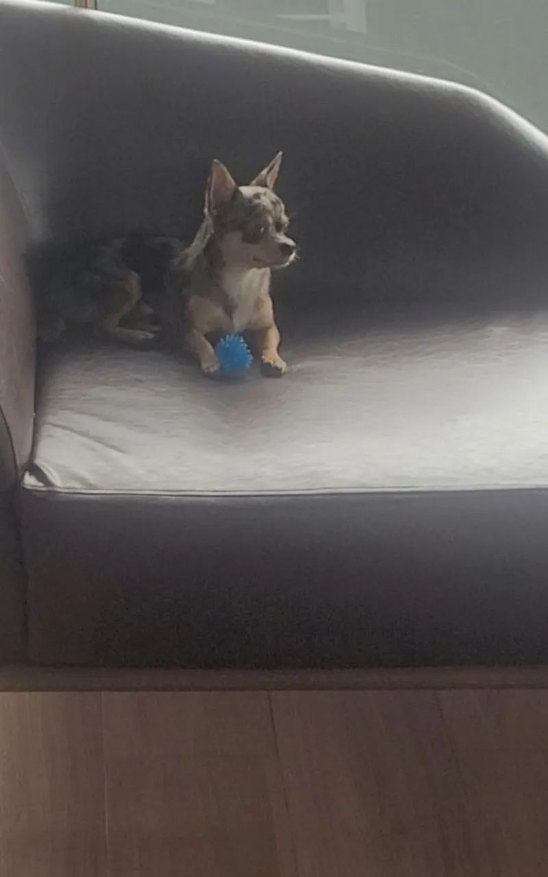 Procuro namorada  - Foto 3