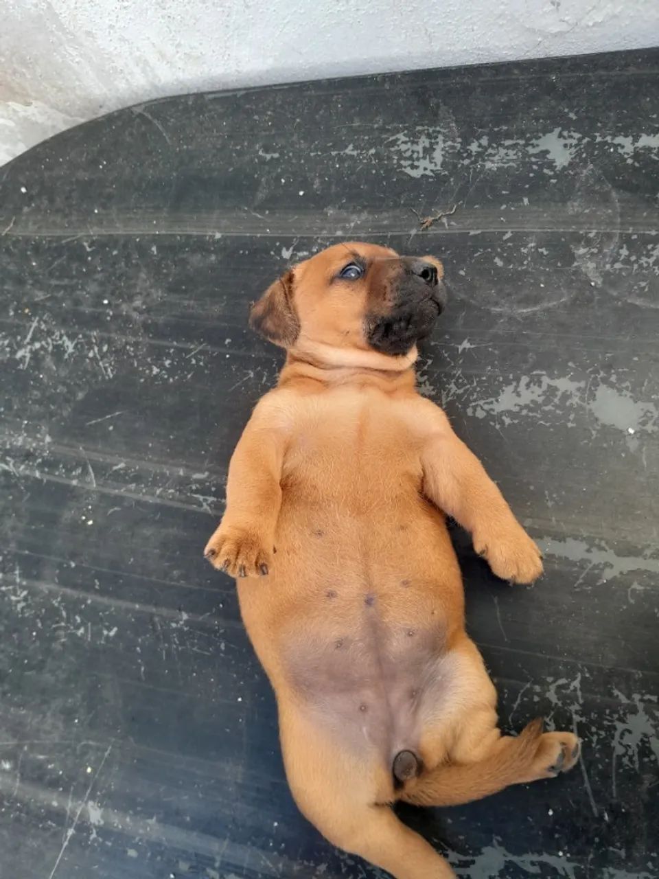 Cachorro Salsicha - Foto 3