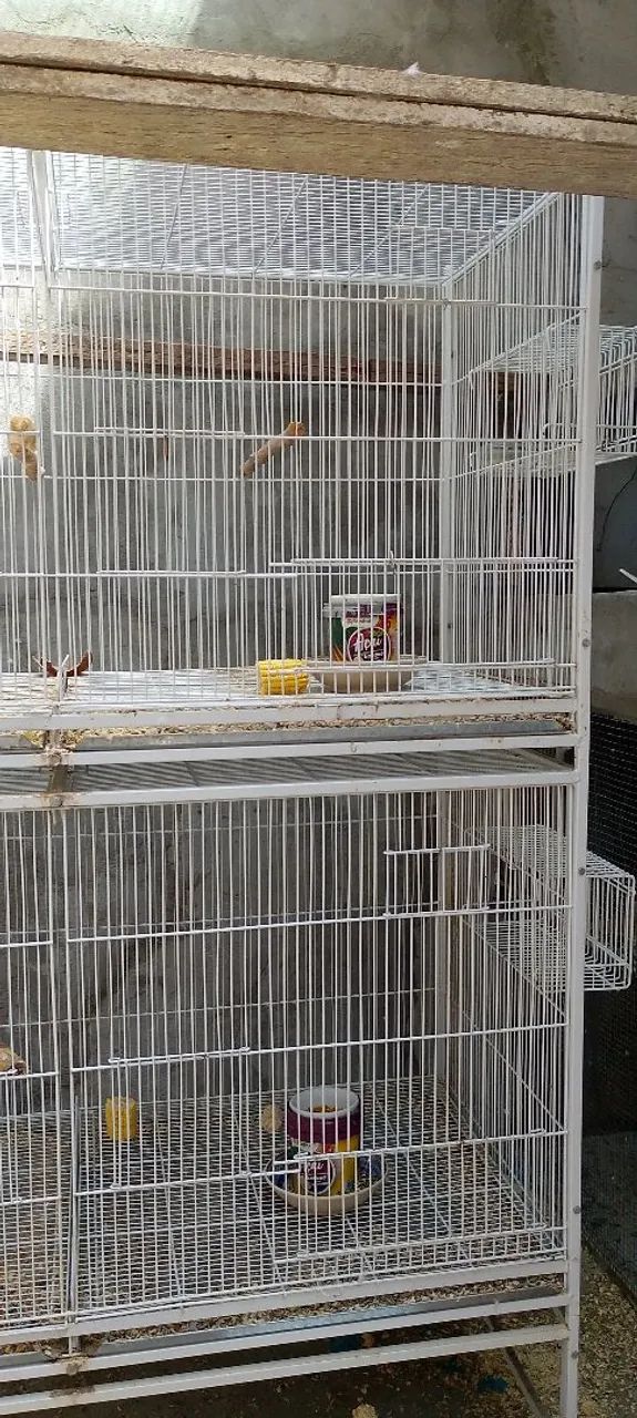 Gaiolas e ração para Ringneck