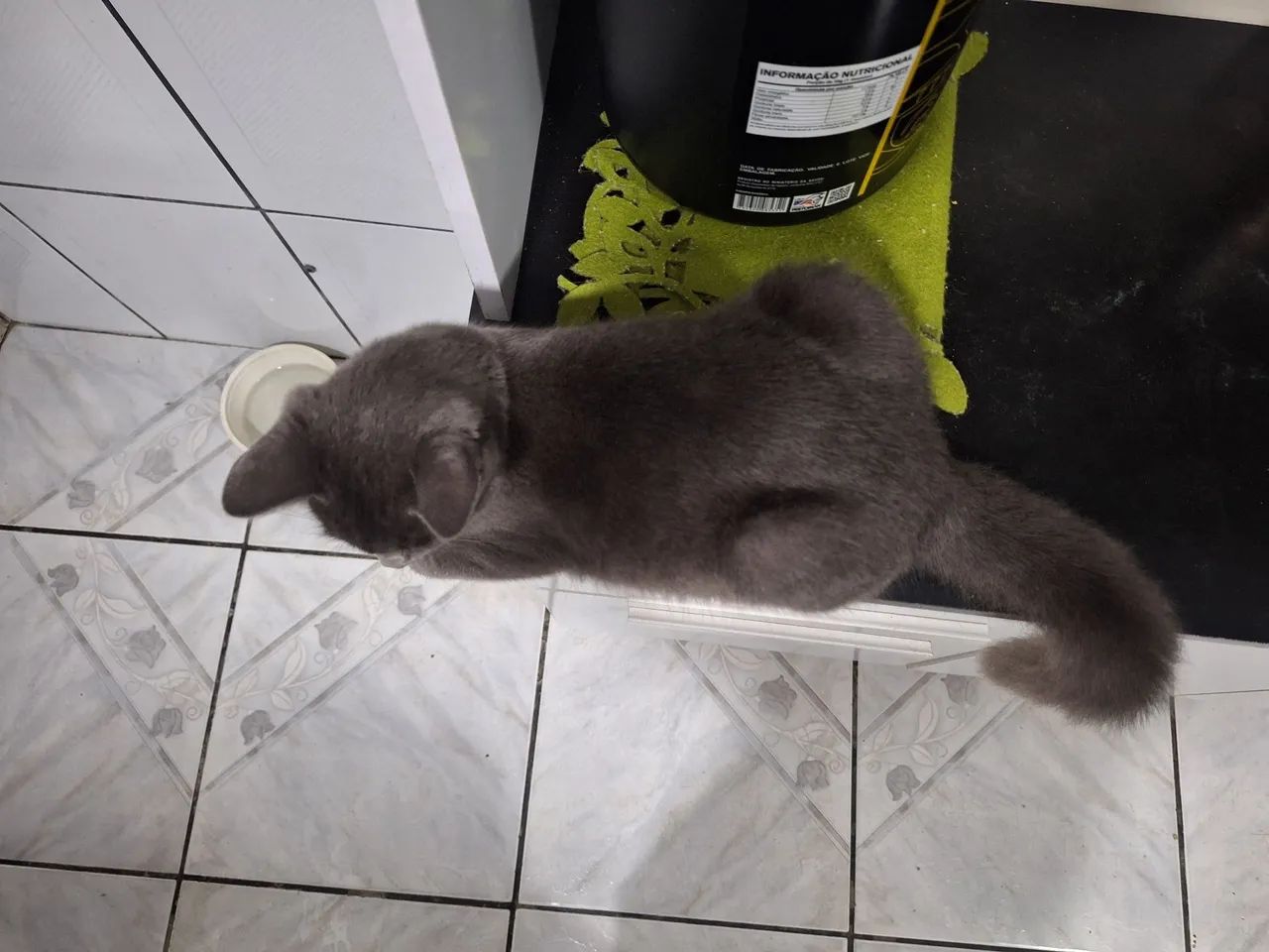 Doação de gato filhote - Foto 2