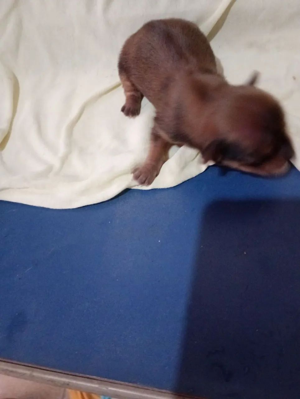 Cachorro pinscher n1 700,00 - Foto 2