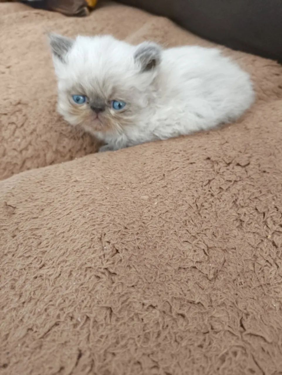 Filhotes Gato Persa - Butantã SP. - Foto 4