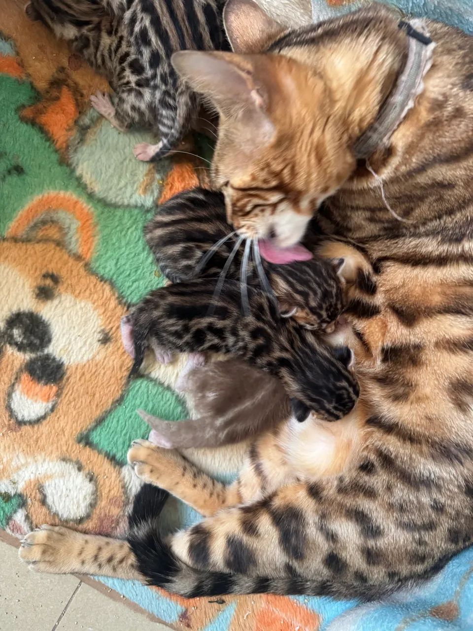Filhotes de Bengal mini onça  - Foto 5