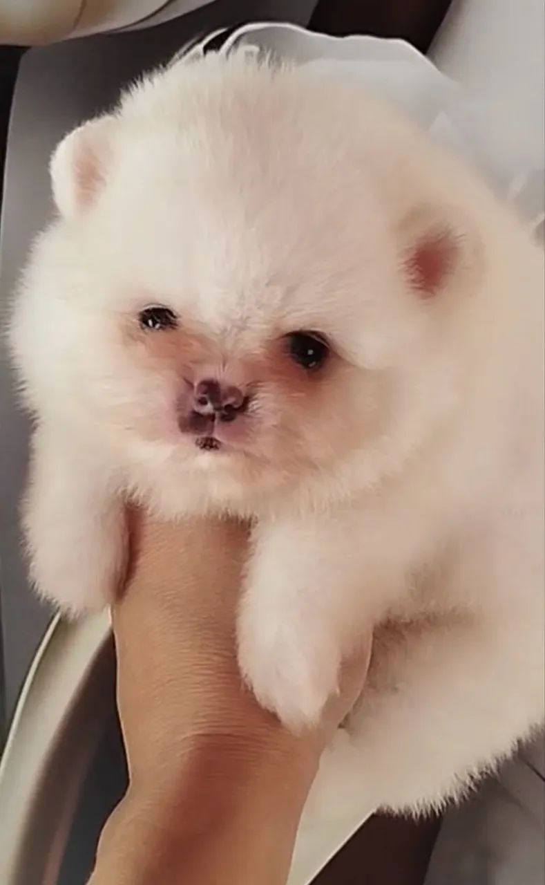 Spitz alemão 