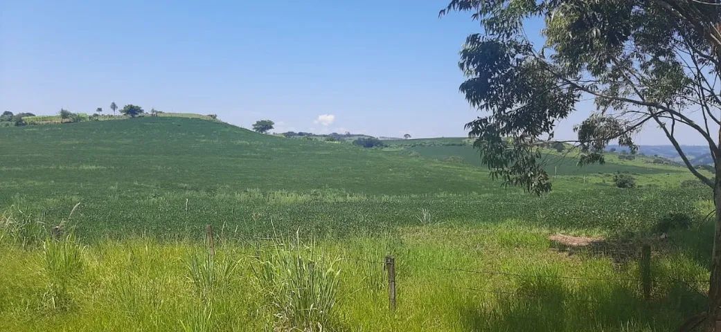 Foto - Araucária - Cachoeira