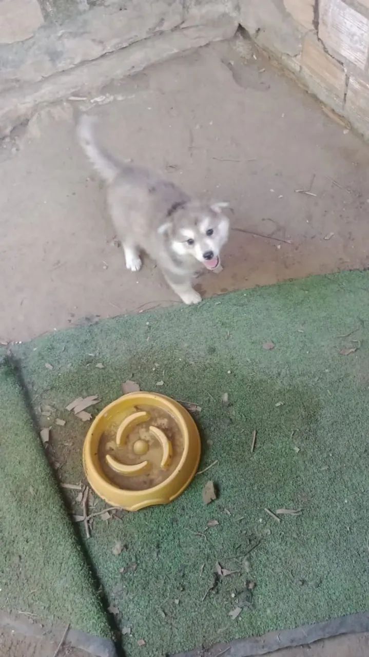 Husky siberiano