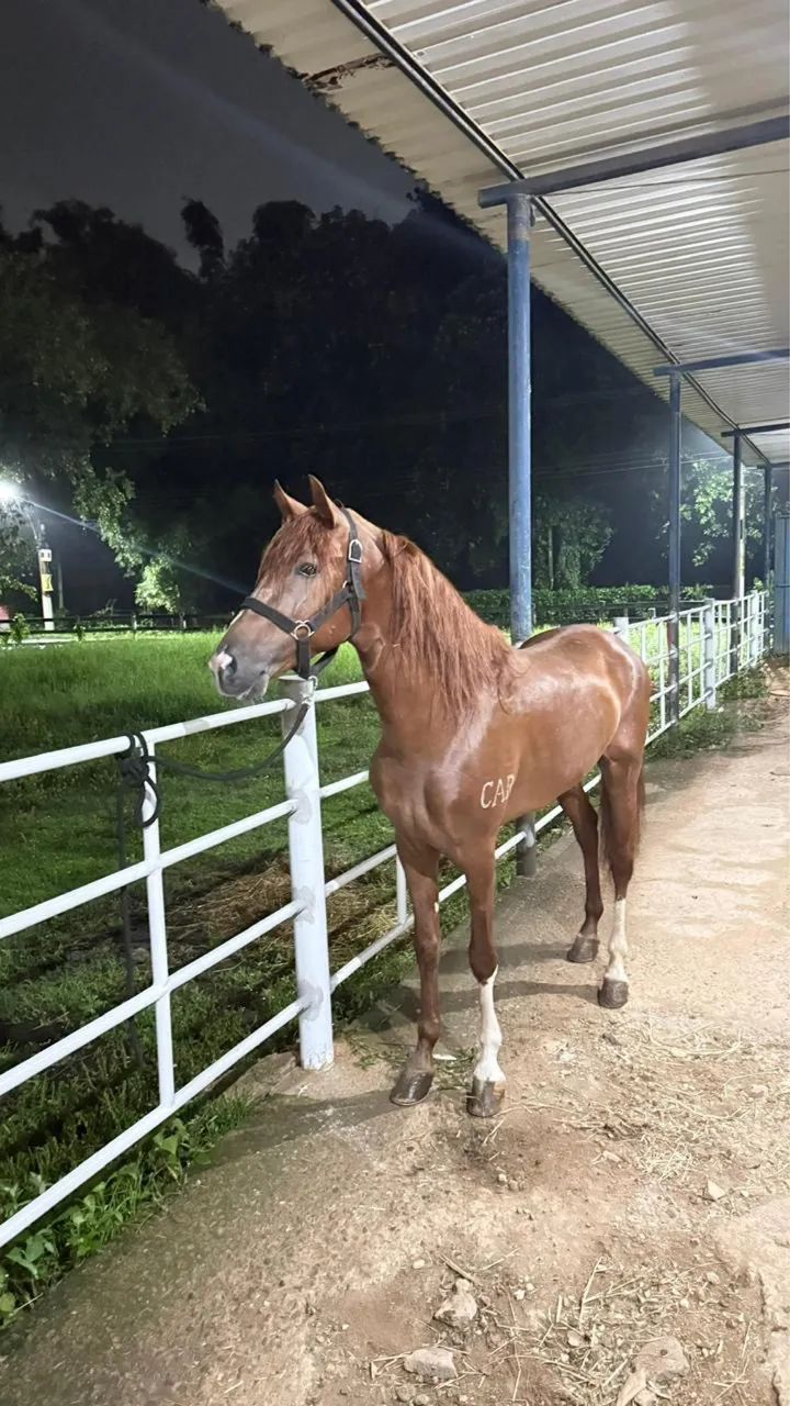 Cavalo marcha batida Lindo máquina 