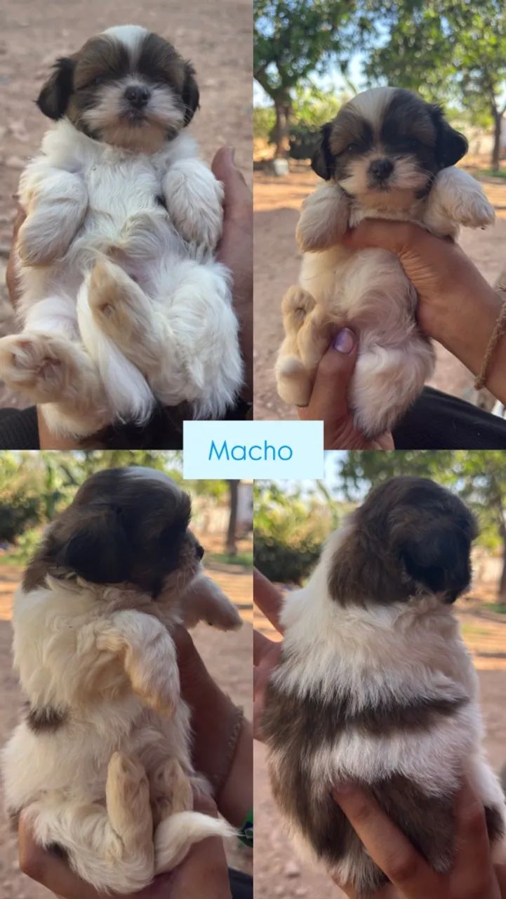 Filhotes shihtzu  - Foto 4