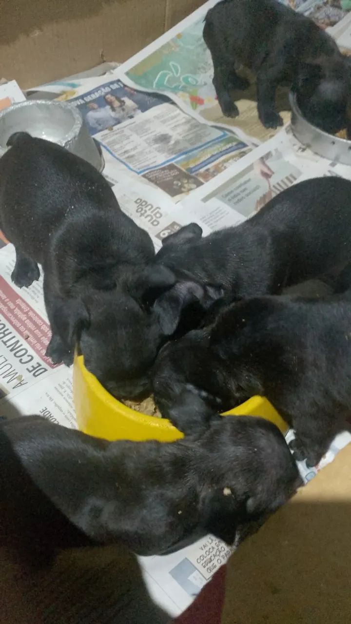 Cachorros  - Foto 2