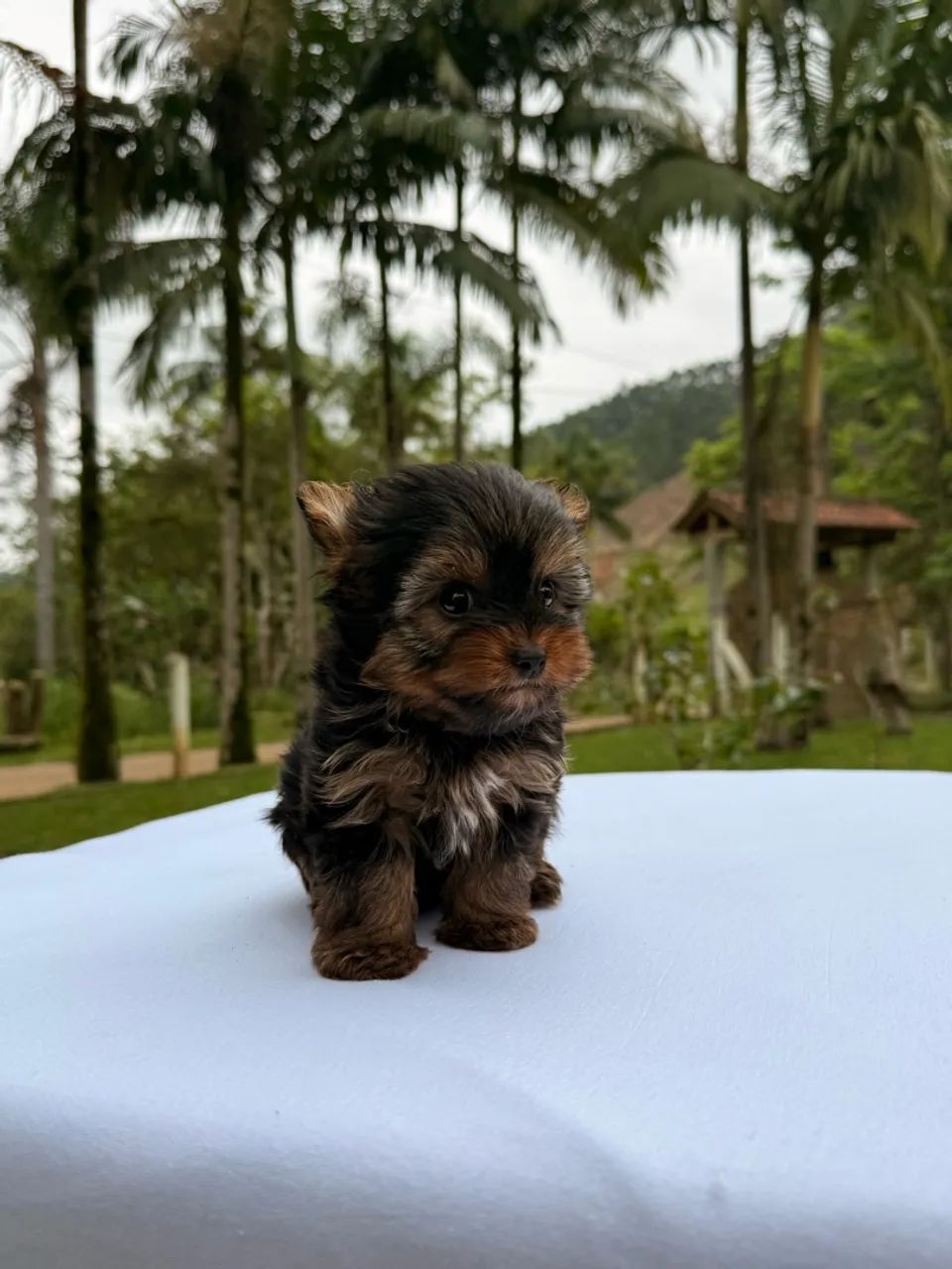 Yorkshire Terrier - macho - Foto 4