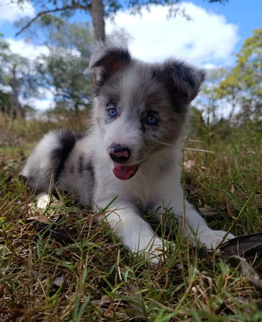 Border Collie 