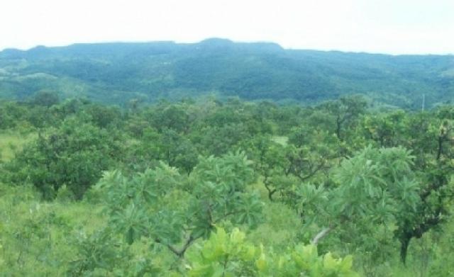 Venda de uma Fazenda- 25 alqueires - Arenópolis-GO - Foto 11