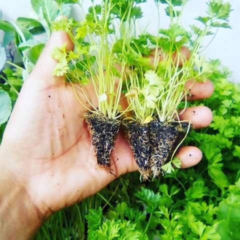 Mudas de hortaliças e temperos - Foto 2
