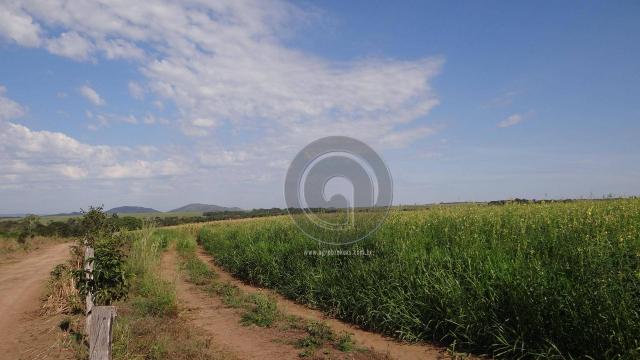 Fazenda à venda, 978 ha, região do manso - Foto 16