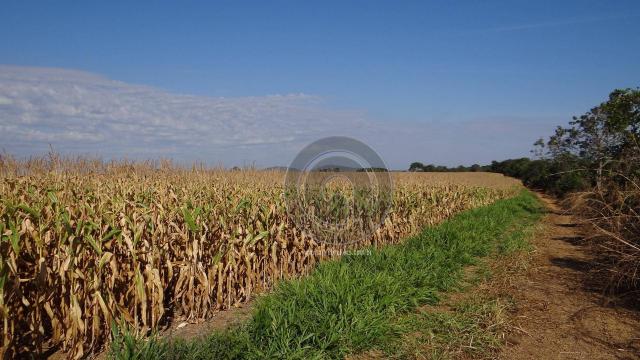 Fazenda à venda, 978 ha, região do manso - Foto 9