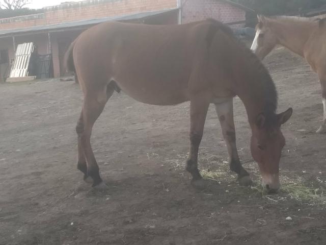 Burro 3 anos e meio - Foto 2