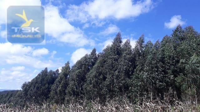 Ch0285 área toda reflorestada 15.000 arvores em agudos do sul medindo 121.000 m² - Foto 4