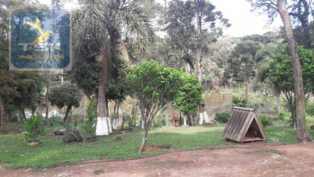 Ch0311 - mandirituba - chácara 10.000 m² com casa antes do pedágio - Foto 11