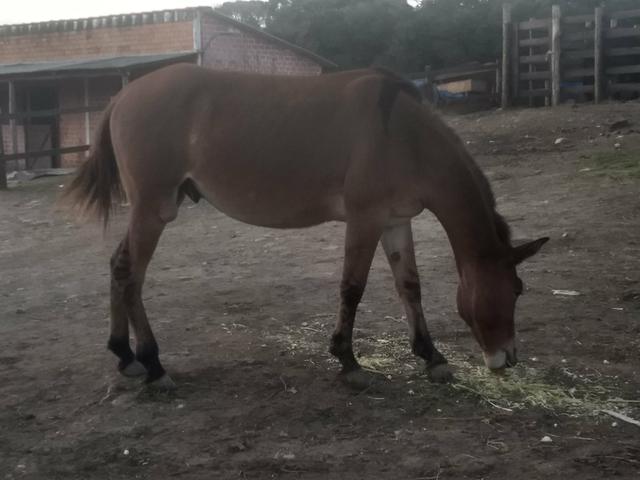 Burro 3 anos e meio - Foto 4