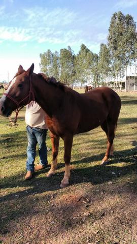 Vendo Cavalo. Ou troco por mula. - Foto 4