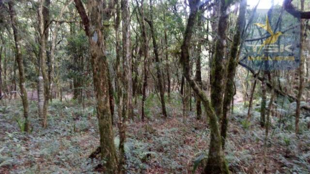 Chácara à venda, 2420 m² por r$ 39.000,00 - vilarejo taboão - agudos do sul/pr