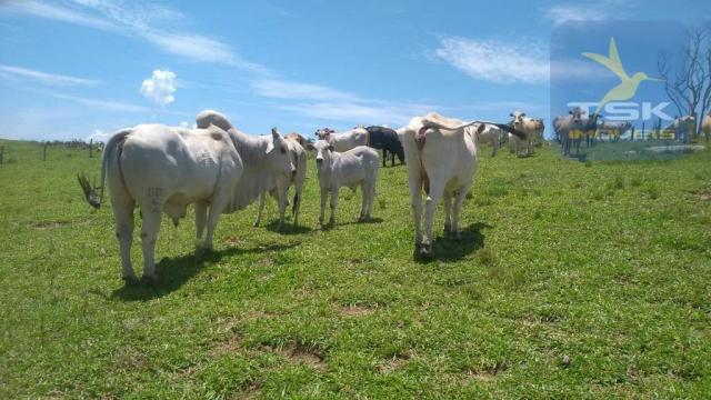 Fa0009 fazenda à venda, 605000 m² por r$ 3.150.000 - zona rural - quitandinha/pr