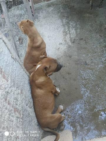 Cachorro Pitbull