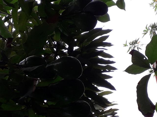 Casa no centro, oportunidade para montar ponto comercio - Foto 7