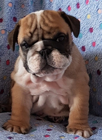 Bulldog Inglês entrega hoje, chamar no whats - Foto 3