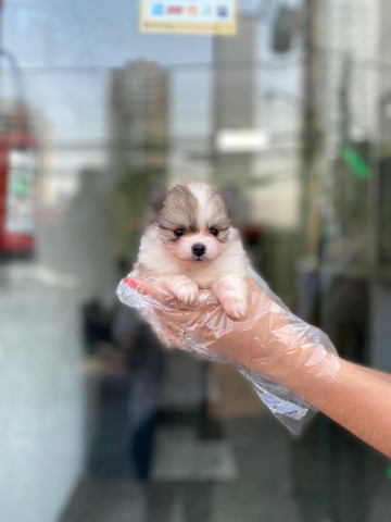 Spitz/Lulu da pomerânia,filhotes a pronta entrega! whatsApp 113565-1269 - Foto 5