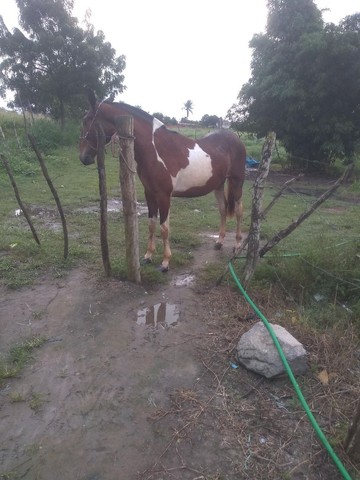 Vendo potra campolina pura 