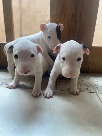 filhotes de Bull Terrier  - Foto 2
