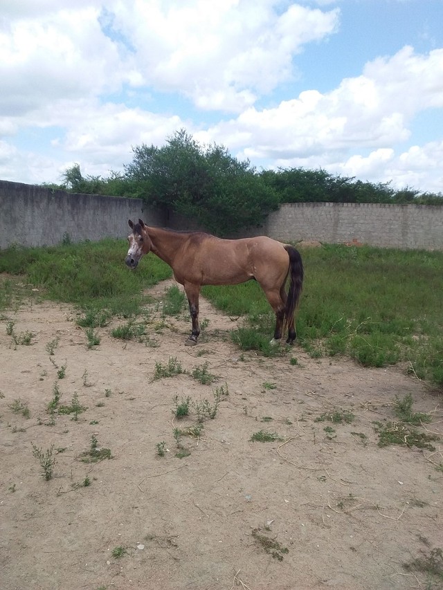 Cavalo maduro de direita.