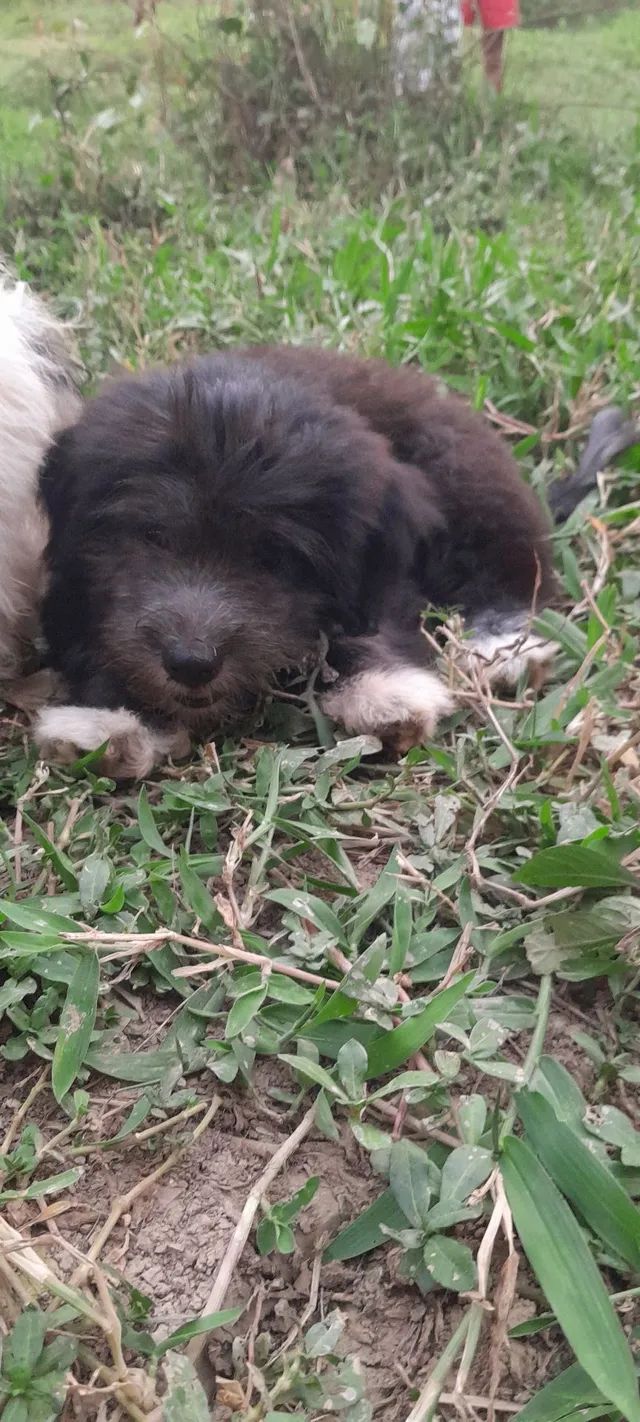 Filhotes de Shih tzu Lhasa - Cachorros e acessórios - Muribeca