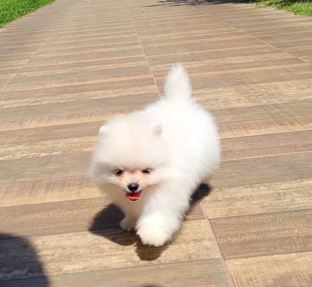 Spitz Alemão anão fêmea  - Lulu da Pomerânia - 12x sem juros - envio grátis. - Foto 2