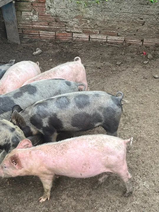 Filhotes de porco leitão $20k - Foto 6