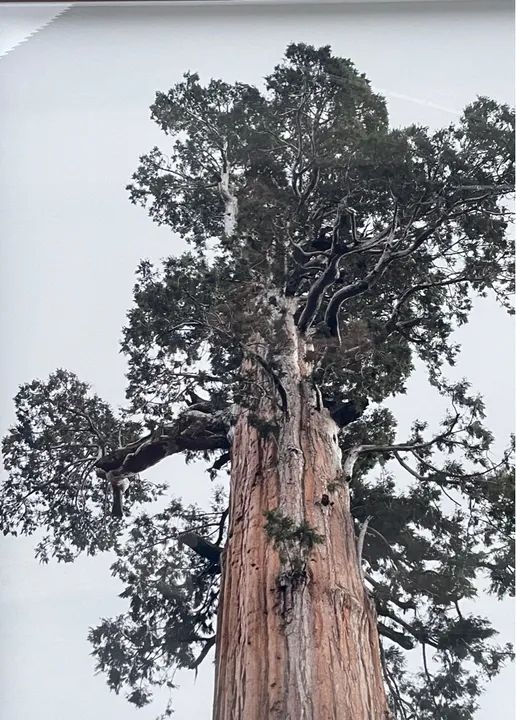 Quadro fotografico , nome : Entrelaçado . Sequoia. - Foto 3