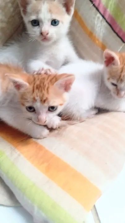 *PARA DOAÇÃO!?* - Foto 4