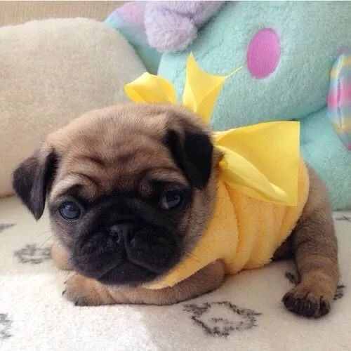 Pug De Roupinha Amarela 