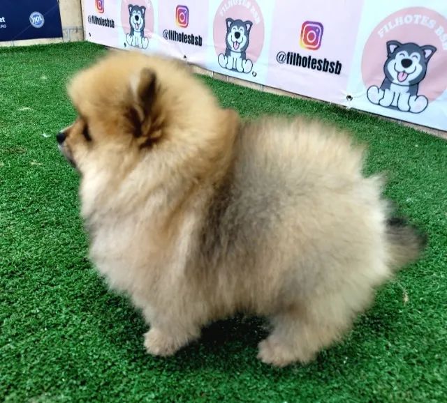 Spitz Alemão ( Lulu da Pomerânia) Anão macho - Pedigree CBKC - 12x s juros - Foto 3