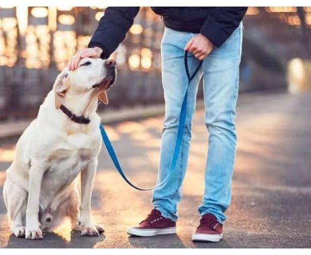 PASSEIADOR DE CÃES 