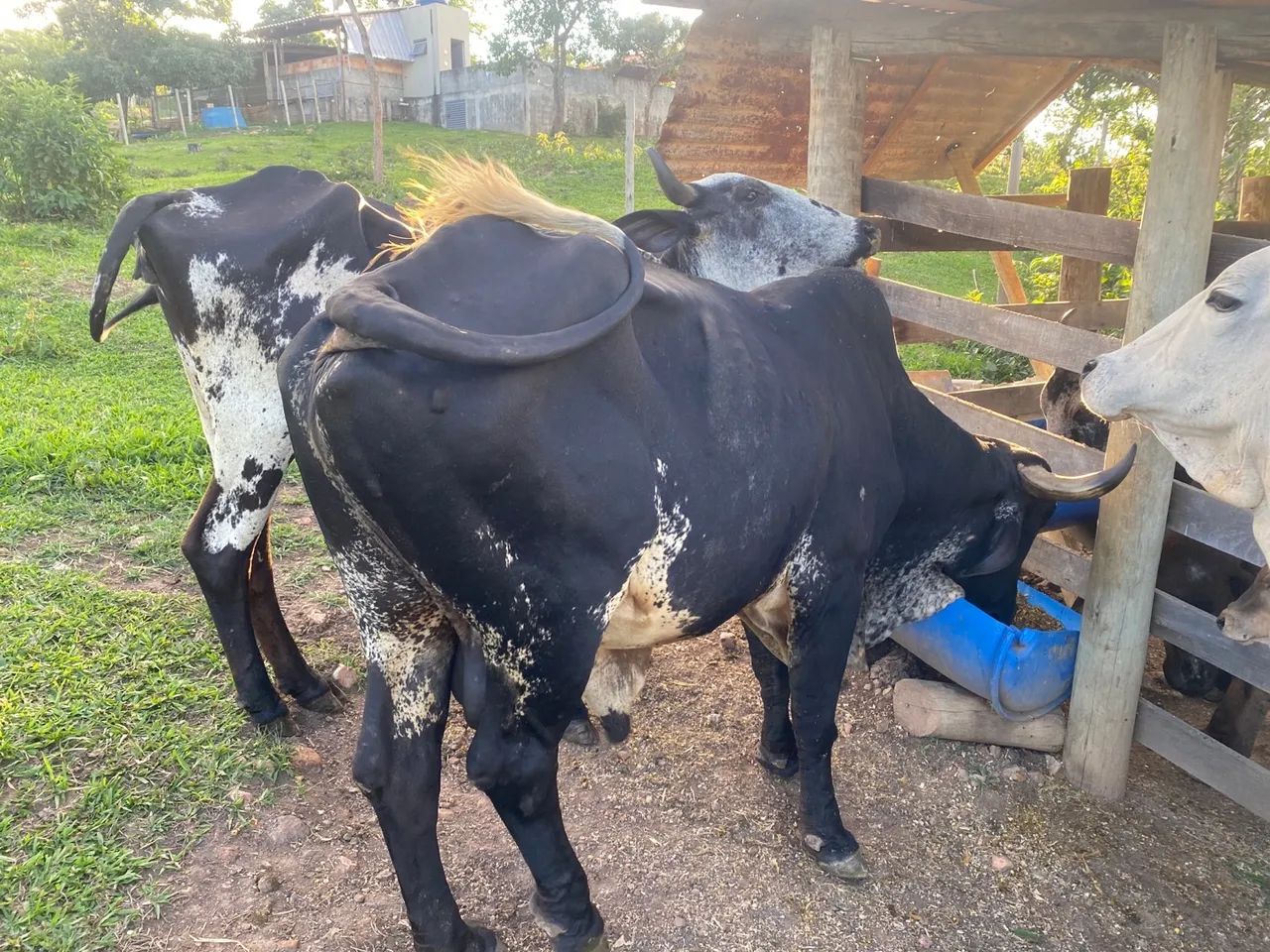 Vende se um BOI para vender hoje? - Foto 5